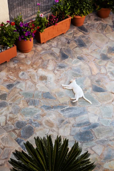 Vertical picture of a white cat laying and sleeping on the balcony floor surrounded by tropical plants.