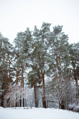 Vertical picture of winter forest. Snow on the trees
