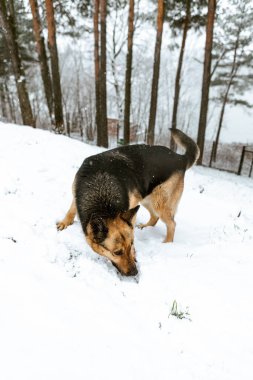Cute German Shepherd puppy running in the forest full of snow. Cold and white winter season in Europe