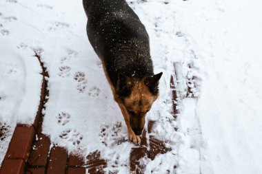 german shepherd running in the snow in the winter