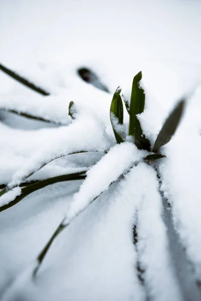 Snow-covered cactus. White snowflakes and green plant outdoors