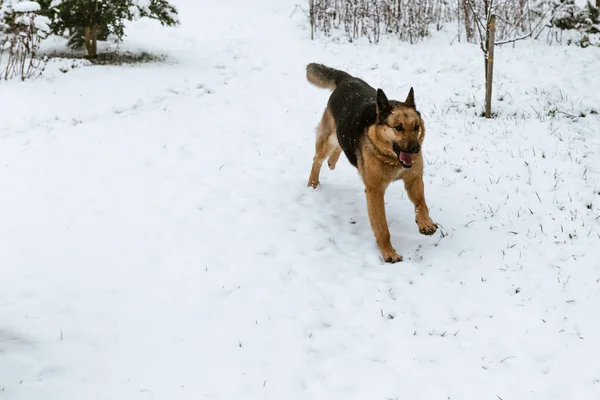 Happy Cute German Shepherd Running Park Full Snow Enjoying Weather — Zdjęcie stockowe