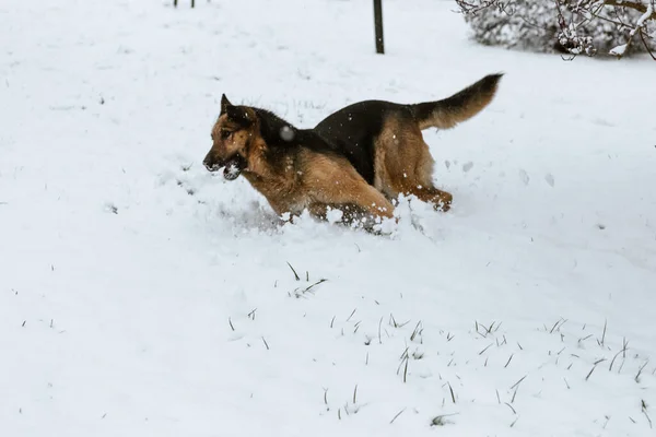 Funny Picture Dog German Shepherd Running Enjoying Snowy Forest Winter — стоковое фото