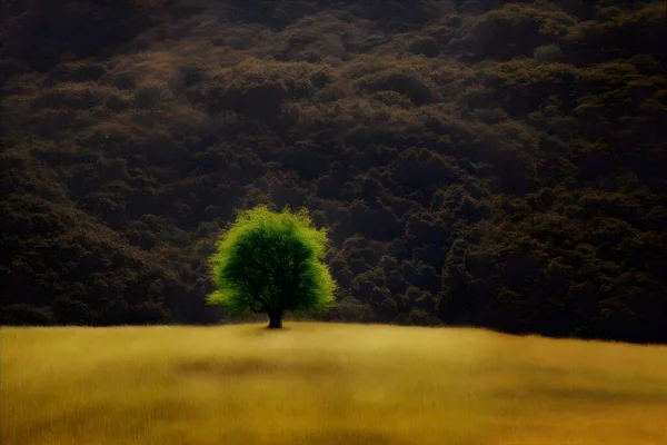 Одинокое Дерево Перед Горным Лесом Красивый Пейзаж Качество Обоев Невероятное — стоковое фото