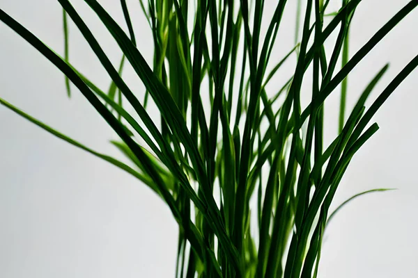 Limon otu bir tencerede yetişir, limon otu orta pişmiş bırakır.