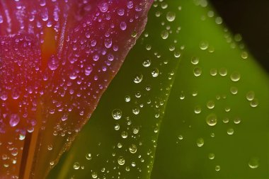 Sabah çiği renkli küçük bir çiçeğin üzerinde görünür, soyut doğa fotoğrafı.