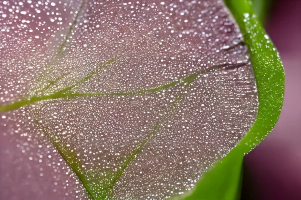 Der Morgentau Sichtbar Auf Einer Bunten Kleinen Blume Abstraktes Naturfoto — Stockfoto