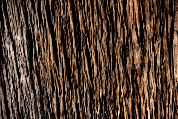 Tree Bark Texture Medium Shot Whole Tree Trunk Visible — Stock Photo, Image