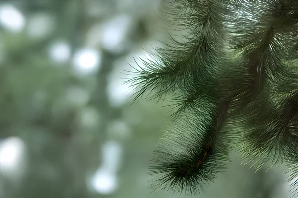 Yeşil Çam Iğneleri Görünen Bir Çam Dalının Bulanık Arkaplan Görüntüsü — Stok fotoğraf