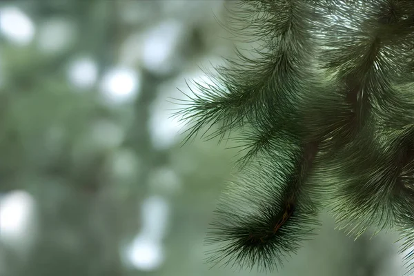 Arrière Plan Flou Une Branche Pin Avec Des Aiguilles Pin — Photo