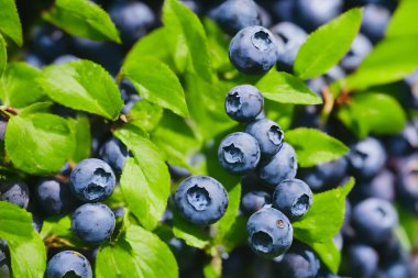 Lezzetli yaban mersinli fotoğraf - sağlıklı meyve atıştırmalığı, yiyecek malzemesi