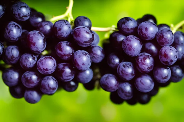 Quadro Uvas Pretas Fruta Suculenta Saudável — Fotografia de Stock