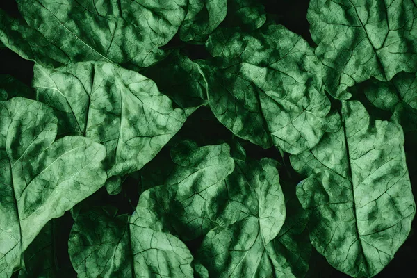 Foto Van Bietenbladeren Gezond Groente Voedsel Item Ingrediënt — Stockfoto