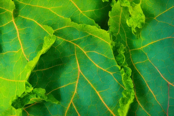 Foto Van Bietenbladeren Gezond Groente Voedsel Item Ingrediënt — Stockfoto