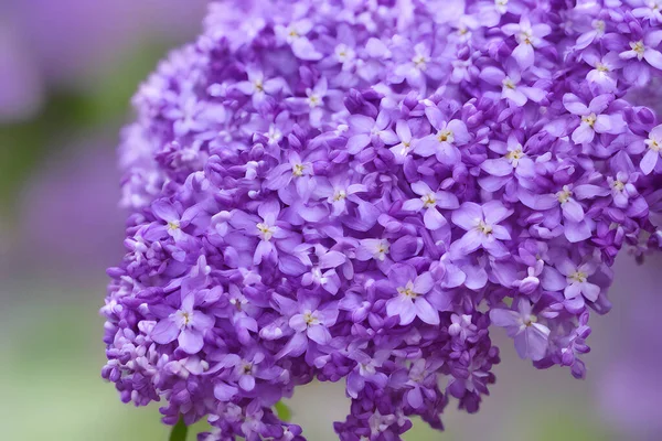 Foto Von Flieder Dekorative Blume — Stockfoto