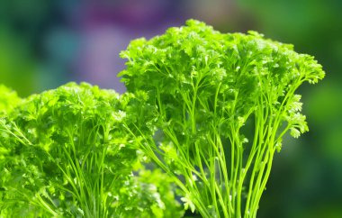 Yeşil maydanoz manzarası, yaygın sağlıklı sebze, salata malzemesi