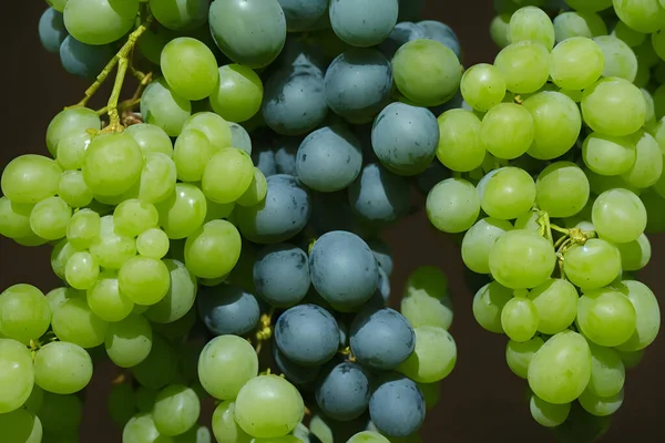 绿葡萄 新鲜健康的水果 美味多汁的小吃 — 图库照片