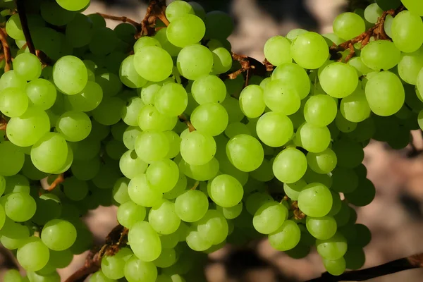 Uvas Verdes Fruta Fresca Saludable Delicioso Jugoso Snack —  Fotos de Stock