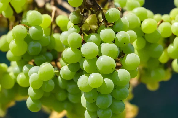 Gröna Druvor Frisk Frukt Läckert Och Saftigt Mellanmål — Stockfoto