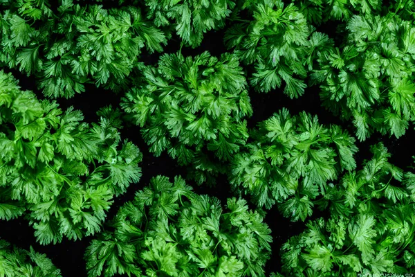 Άποψη Του Πράσινου Μαϊντανού Κοινή Υγιή Λαχανικά Συστατικό Σαλάτα — Φωτογραφία Αρχείου
