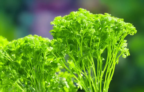Άποψη Του Πράσινου Μαϊντανού Κοινή Υγιή Λαχανικά Συστατικό Σαλάτα — Φωτογραφία Αρχείου