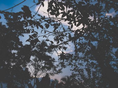 Ormanın güzel manzarası