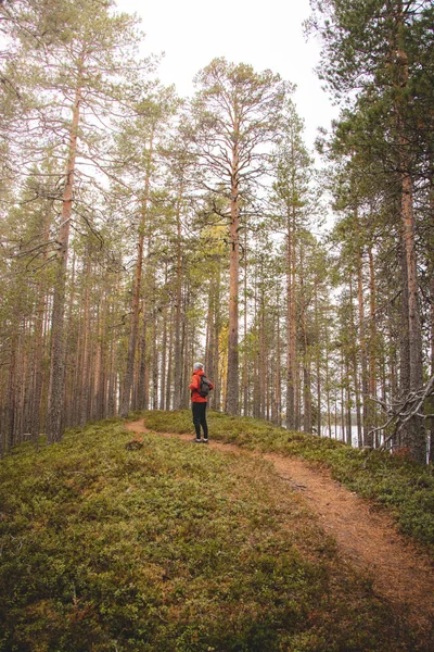 Aktif turistler Finlandiya 'nın Kainuu bölgesindeki Tiilikkajarvi ulusal parkında çam ağaçları arasında orman yolu boyunca yürürler. Sonbaharda kırmızı ceketli bir sırt çantalı..