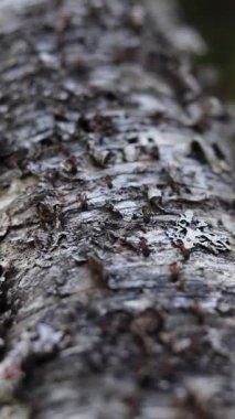 Forest ants run with food into the forest and back to the anthill after a fallen birch tree. Detailed work of diligent workers. Full HD video