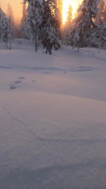Rovaniemi çevresindeki kış günbatımında sıfırın altında sıcaklıklar Finlandiya 'nın vahşi doğasını nefes kesen bir manzara yaratır. Altın saat boyunca vahşi doğa karla kaplıydı.