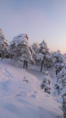 Rovaniemi çevresindeki kış günbatımında sıfırın altında sıcaklıklar Finlandiya 'nın vahşi doğasını nefes kesen bir manzara yaratır. Altın saat boyunca vahşi doğa karla kaplıydı.