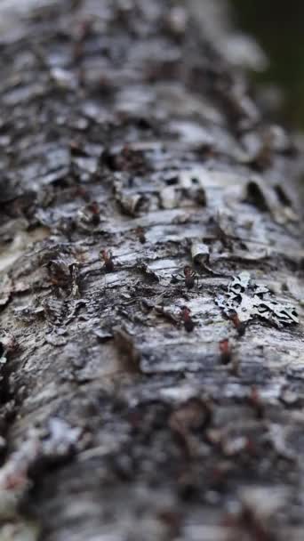 개미들은 쓰러진 자작나무에서 먹이를 가지고 속으로 들어가 개미집으로 돌아옵니다 부지런 — 비디오