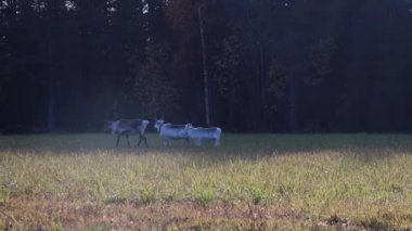 Finlandiya 'nın Laponya, İskandinav yarımadasındaki bir çayırda kışın başında bir grup Fin ren geyiği otlar. Rangifer Tarandus çayırda koşuyor.