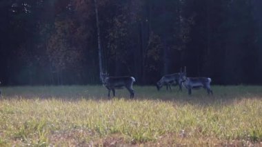Finlandiya 'nın Laponya, İskandinav yarımadasındaki bir çayırda kışın başında bir grup Fin ren geyiği otlar. Rangifer Tarandus çayırda koşuyor.