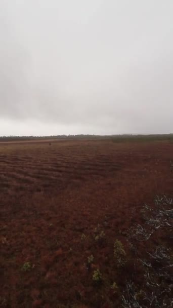 Die Schönheit Der Finnischen Nordischen Tundra Bei Rovaniemi Regnerischen Tagen — Stockvideo