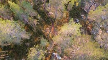 Finlandiya 'nın İskandinavya bölgesindeki Kainuu bölgesinde gün batımında bir orman ortamında atlet temiz havada koşar. Günlük koşu antrenmanı. Aktif yaşam tarzı. Yukarıdan bak. İnsansız hava aracı görüntüleri. Tam HD video