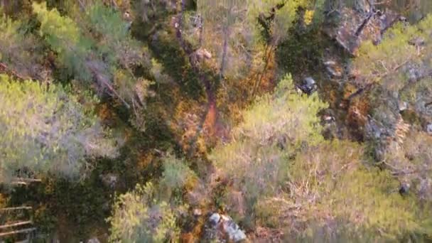 在芬兰斯堪的纳维亚的Kainuu地区 运动员在日落时分在森林的新鲜空气中奔跑 日常慢跑训练 积极的生活方式 从上面看无人机录像 全高清录像 — 图库视频影像