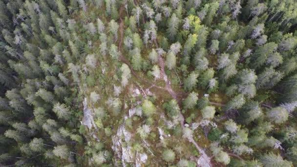 健康的なトウヒの森のドローン映像と ピエリネン湖近くのフィンランド東部のコリ国立公園の岩 ヨーロッパの肺 上から4K — ストック動画