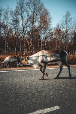 Robust white and grey Rangifer tarandus in Lapland, northern Finland. Typical Finnish Reindeer animal for meat and breeding. A calm walk.