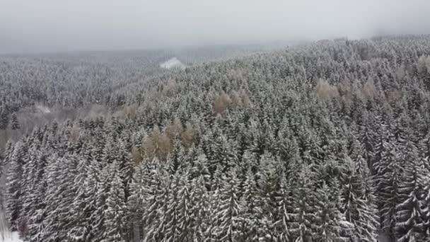 Imágenes Drones Bosques Coníferas Cubiertos Nieve Niebla Nieve Ligera Paisaje — Vídeos de Stock
