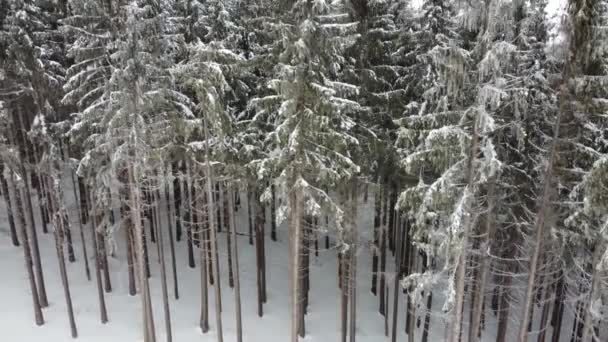 Drohnenaufnahmen Von Nadelwäldern Die Mit Schnee Nebel Und Leichtem Schneefall — Stockvideo