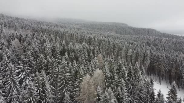 Imagens Drones Florestas Coníferas Cobertas Com Neve Nevoeiro Neve Leve — Vídeo de Stock