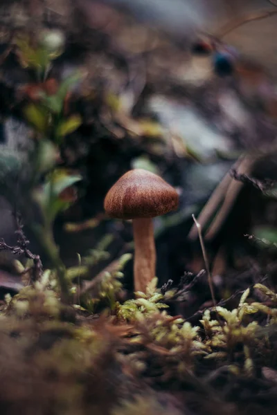 Vackra Bruna Boletus Edulis Mitt Det Finska Landskapet Hösten Svampsäsongen — Stockfoto