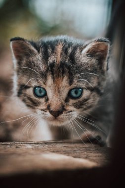Mavi gözlü genç kaşif, çitin etrafında yürüyor, yeni evini tanımaya çalışıyor. Mavi gözlü yeni doğmuş bir kedinin ayrıntıları. Küçük mor şeytan. Masumiyet, şirinlik..