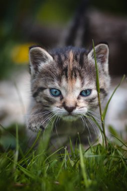Yeni doğmuş evcil kedi evin etrafındaki vahşi yaşamı keşfeder ve yeni duygularla ilgili acil gelişmelere uğrar. Uzun otların arasında mavi gözlü gri ve siyah kedi yavrusu. Felis catus domesticus.