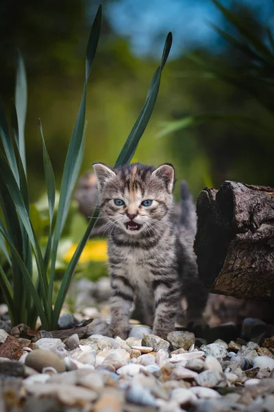 Neugeborene Hauskatze Entdeckt Wildtiere Rund Das Haus Und Erfährt Eine — Stockfoto