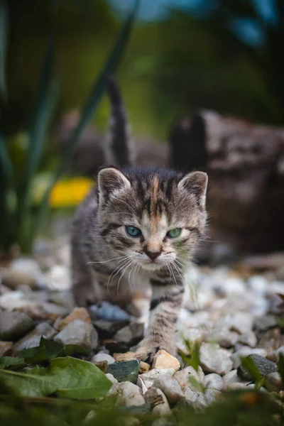 Yeni Doğmuş Evcil Kedi Evin Etrafındaki Vahşi Yaşamı Keşfeder Yeni — Stok fotoğraf