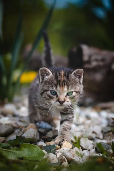 Nyfödd Tamkatt Upptäcker Vilda Djur Runt Huset Och Genomgår Omedelbar — Stockfoto