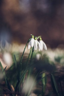 Eşsiz Beyaz Kar Damlası bahçede güneş ışığı ve bol nem yardımıyla çiçek açar ve çocukları ve aileleri mutlu eder. Uzun bir kıştan sonra ilk bahar çiçeği. Galanthus nivalis.