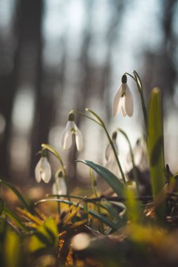 Eşsiz Beyaz Kar Damlası bahçede güneş ışığı ve bol nem yardımıyla çiçek açar ve çocukları ve aileleri mutlu eder. Uzun bir kıştan sonra ilk bahar çiçeği. Galanthus nivalis.