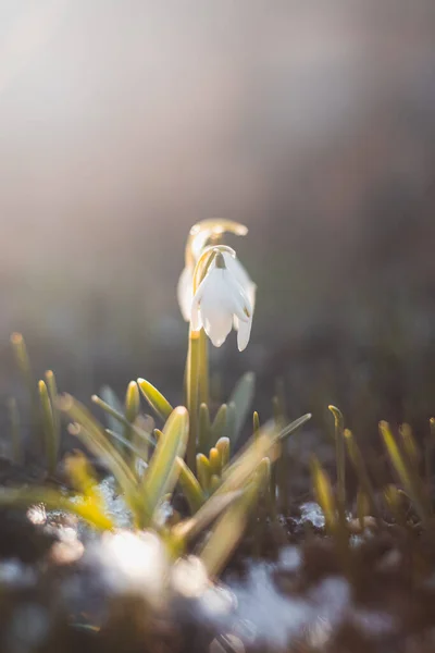Неповторимая Весна Leucojum Vernum Расцветает Лесу Помощью Солнечного Света Большого — стоковое фото